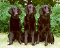 Tre generationer